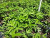 Passiflora Incarnata Maypop Tree Live Plant, Hardy Purple Blooming Vine for Garden, 5 to 7 Inc Tall