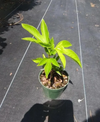 Passiflora Incarnata Maypop Tree Live Plant, Hardy Purple Blooming Vine for Garden, 5 to 7 Inc Tall