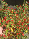 Pequin Pepper Plant Live for Planting, Hot Chili Live Plant, 3 to 5 Inch Tall in 4 Inch Pot