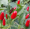 Pequin Pepper Plant Live for Planting, Hot Chili Live Plant, 3 to 5 Inch Tall in 4 Inch Pot