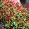 Pequin Pepper Plant Live for Planting, Hot Chili Live Plant, 3 to 5 Inch Tall in 4 Inch Pot