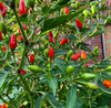 Pequin Pepper Plant Live for Planting, Hot Chili Live Plant, 3 to 5 Inch Tall in 4 Inch Pot