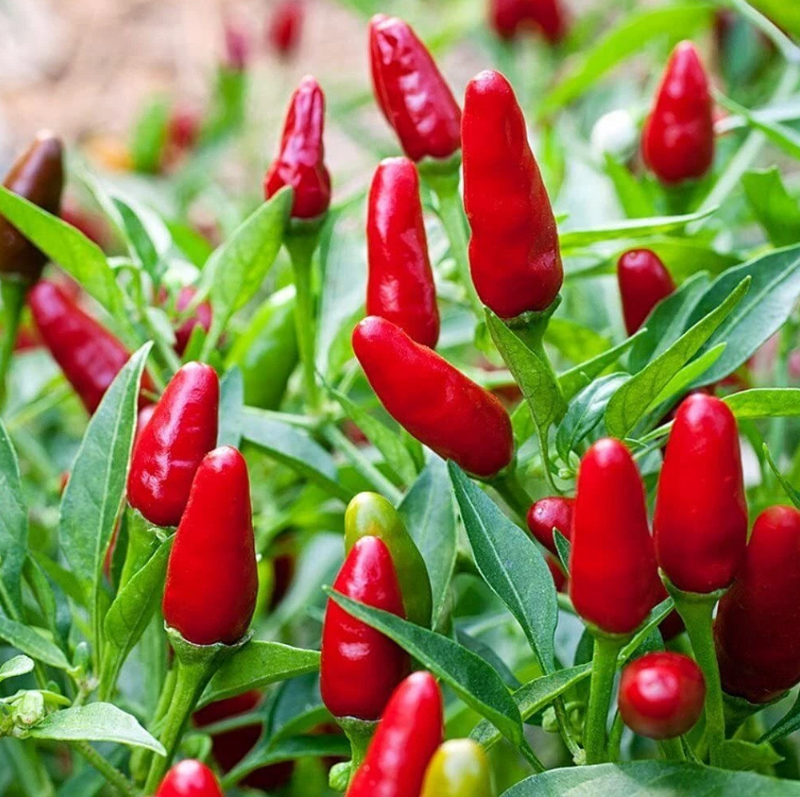 Pequin Pepper Plant Live for Planting, Hot Chili Live Plant, 3 to 5 Inch Tall in 4 Inch Pot