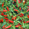 Pequin Pepper Plant Live for Planting, Hot Chili Live Plant, 3 to 5 Inch Tall in 4 Inch Pot
