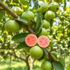 Pink Guava Tree Live Plant 4-8 Inc Tall, 1 Year Old Guava Tree Seedling