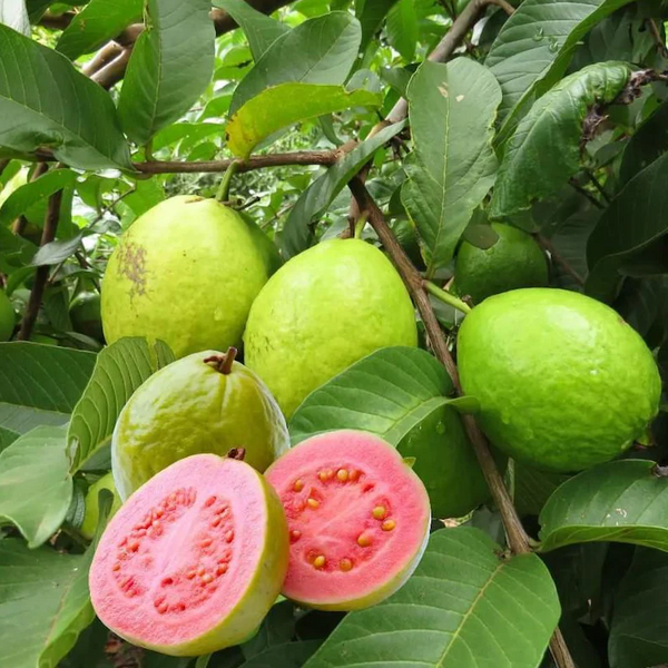 Pink Guava Tree Live Plant 4-8 Inc Tall, 1 Year Old Guava Tree Seedling