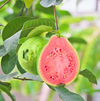 Pink Guava Tree Live Plant 4-8 Inc Tall, 1 Year Old Guava Tree Seedling