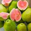 Pink Guava Tree Live Plant 4-8 Inc Tall, 1 Year Old Guava Tree Seedling