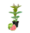 Pink Guava Tree Live Plant 4-8 Inc Tall, 1 Year Old Guava Tree Seedling