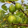 Pink Guava Tree Live Plant 4-8 Inc Tall, 1 Year Old Guava Tree Seedling