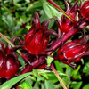 Red Roselle Live Plants, Jamaican Hibiscus Plants 3 to 5 Inc Tall, 2 Plants in Pot