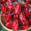 Red Roselle Live Plants, Jamaican Hibiscus Plants 3 to 5 Inc Tall, 2 Plants in Pot