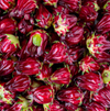 Red Roselle Live Plants, Jamaican Hibiscus Plants 3 to 5 Inc Tall, 2 Plants in Pot