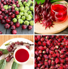 Red Roselle Live Plants, Jamaican Hibiscus Plants 3 to 5 Inc Tall, 2 Plants in Pot