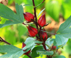 Red Roselle Live Plants, Jamaican Hibiscus Plants 3 to 5 Inc Tall, 2 Plants in Pot