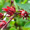 Red Roselle Live Plants, Jamaican Hibiscus Plants 3 to 5 Inc Tall, 2 Plants in Pot