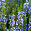 Rosemary Plant Live 3–5 Inch Tall in 4” Pot, Fragrant Culinary Herb Plant, Fresh Aromatic Herb
