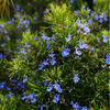 Rosemary Plant Live 3–5 Inch Tall in 4” Pot, Fragrant Culinary Herb Plant, Fresh Aromatic Herb
