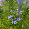 Rosemary Plant Live 3–5 Inch Tall in 4” Pot, Fragrant Culinary Herb Plant, Fresh Aromatic Herb