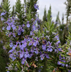 Rosemary Plant Live 3–5 Inch Tall in 4” Pot, Fragrant Culinary Herb Plant, Fresh Aromatic Herb