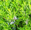 Rosemary Plant Live 3–5 Inch Tall in 4” Pot, Fragrant Culinary Herb Plant, Fresh Aromatic Herb