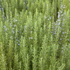 Rosemary Plant Live 3–5 Inch Tall in 4” Pot, Fragrant Culinary Herb Plant, Fresh Aromatic Herb