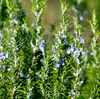 Rosemary Plant Live 3–5 Inch Tall in 4” Pot, Fragrant Culinary Herb Plant, Fresh Aromatic Herb