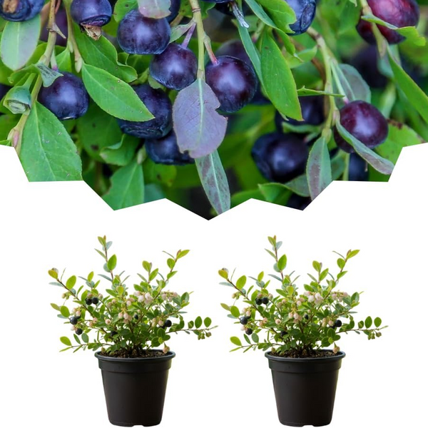 Set 2 Huckleberry Plants 4-7 Inch Tall, 4 Inch Pot