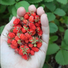 Set 2 Wild Strawberry Plants 4-6 Inch Tall, 3 Inch Pot