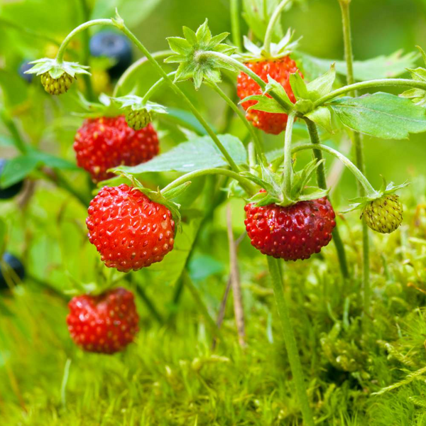 Set 2 Wild Strawberry Plants 4-6 Inch Tall, 3 Inch Pot