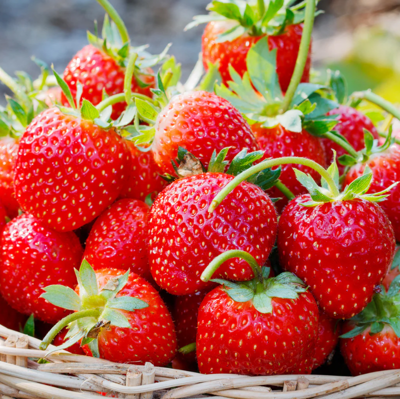 Set 2 Ever Strawberry Plants 4-6 Inch Tall, 3 Inch Pot