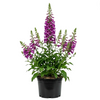 Purple Foxglove Plant 2-4 Inch Tall, 3 Inch Pot