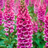 Pink Foxglove Plant 2-4 Inch Tall, 3 Inch Pot