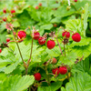 Set 2 Wild Strawberry Plants 4-6 Inch Tall, 3 Inch Pot