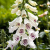 White Foxglove Plant 2-4 Inch Tall, 3 Inch Pot
