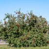 Red Chokecherry Plant 4-8 Inch Tall, 5 Inch Pot