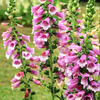Purple Foxglove Plant 2-4 Inch Tall, 3 Inch Pot