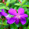 Purple Tibouchina Plant 4-7 Inch Tall, 4 Inch Pot
