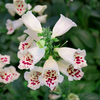 White Foxglove Plant 2-4 Inch Tall, 3 Inch Pot