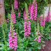 Pink Foxglove Plant 2-4 Inch Tall, 3 Inch Pot