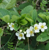 Set 2 Wild Strawberry Plants 4-6 Inch Tall, 3 Inch Pot