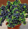 Huckleberry Plant Live for Planting, Sweet Black Huckleberry Bushes Live Plant Outdoor Planting, 4-7 Inch Tall, 3 Inch Pot