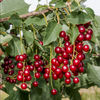 Red Chokecherry Plant 4-8 Inch Tall, 5 Inch Pot