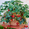 Set 2 Ever Strawberry Plants 4-6 Inch Tall, 3 Inch Pot