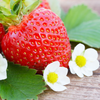 Set 2 Ever Strawberry Plants 4-6 Inch Tall, 3 Inch Pot