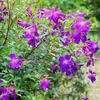 Purple Tibouchina Plant 4-7 Inch Tall, 4 Inch Pot