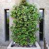 Confederate Star Jasmine Plant Fragrant White Jasmine 4-6 Inch Tall