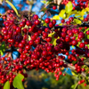 Red Chokecherry Plant 4-8 Inch Tall, 5 Inch Pot