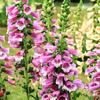 Purple Foxglove Plant 2-4 Inch Tall, 3 Inch Pot