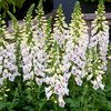 White Foxglove Plant 2-4 Inch Tall, 3 Inch Pot